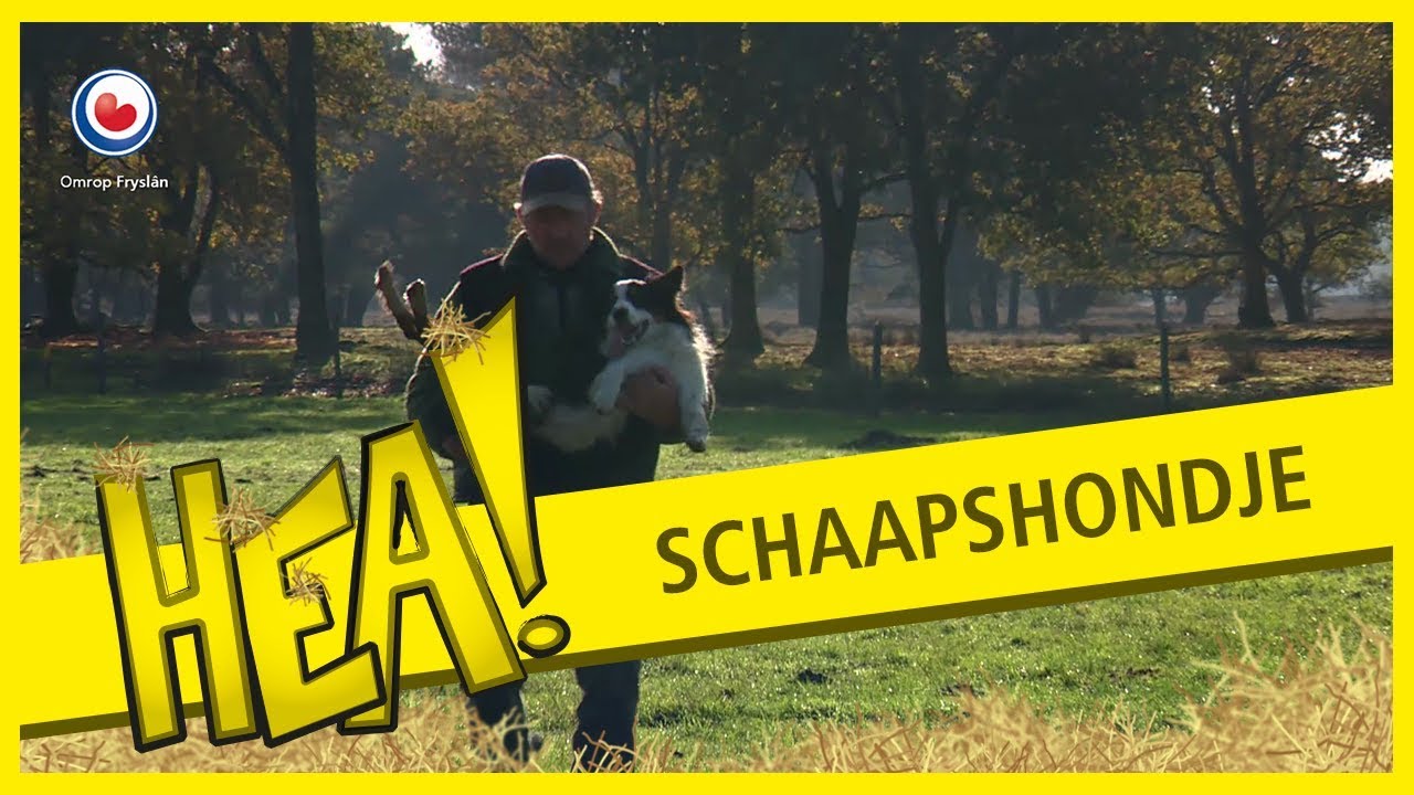 HEA! Schaapshondje