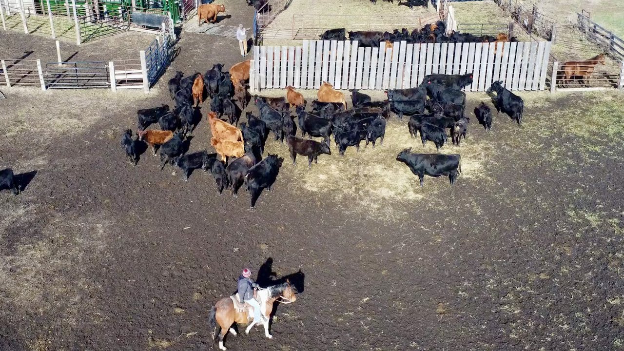 Настоящее разведение крупного рогатого скота!