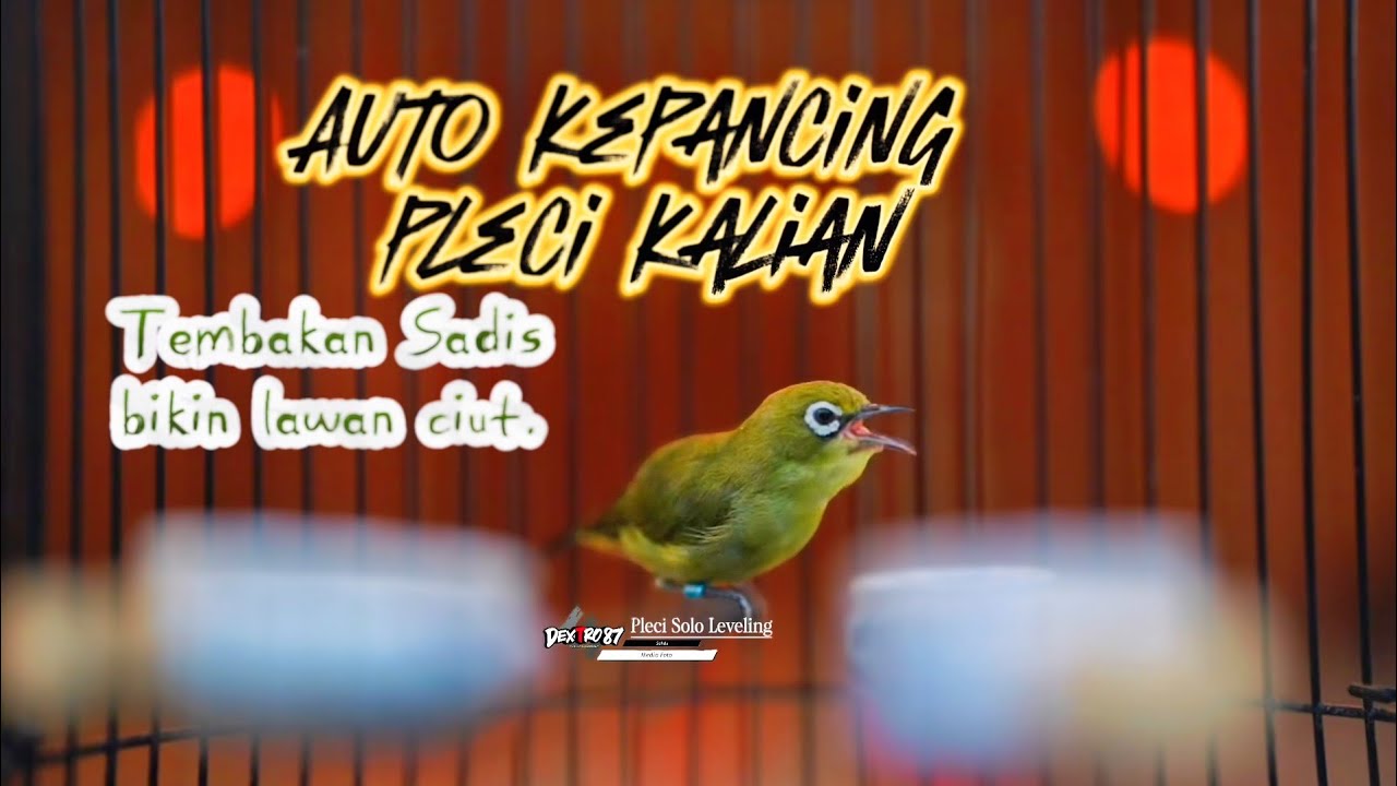 Masteran PLECI GACOR ‼️Solo Leveling✅⚠️Tembakan Ngerik bikin lawan Auto KOCAR KACIR guys😁👌🏻.