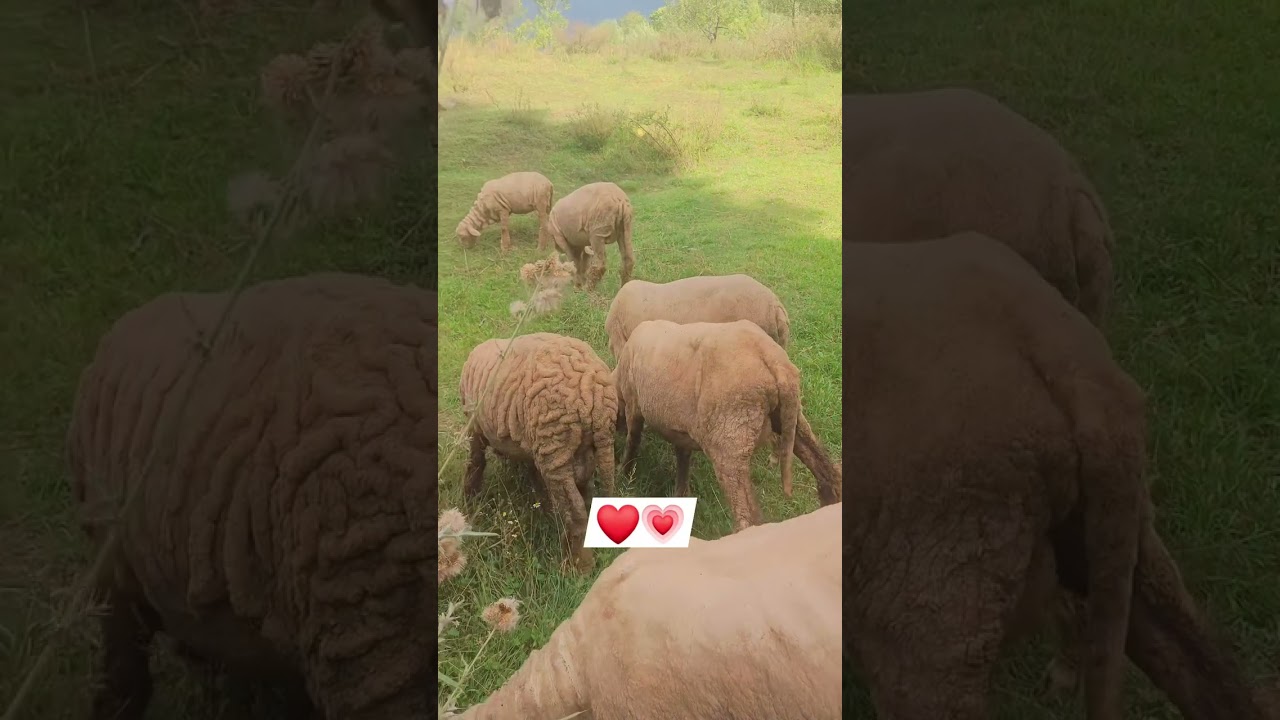 MashaAllah 💗💗