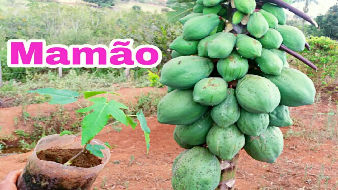 NUNCA PLANTE MAMÃO SEM VER ESSE VIDEO !!