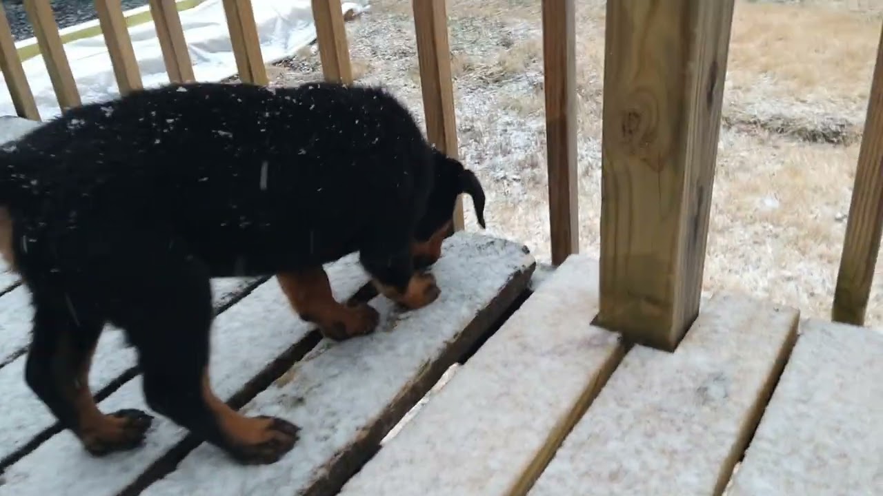 Molly enjoying the Snow, how about your dogs?