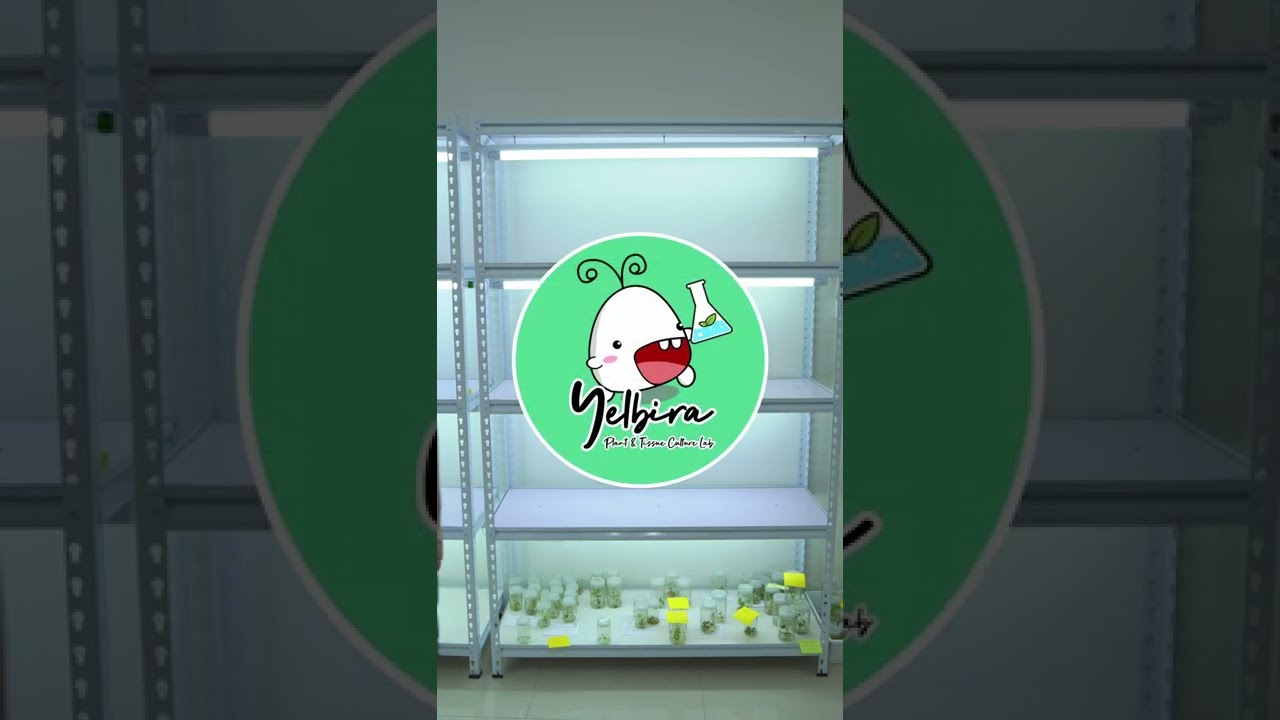 Lights tips on your Tissue Culture