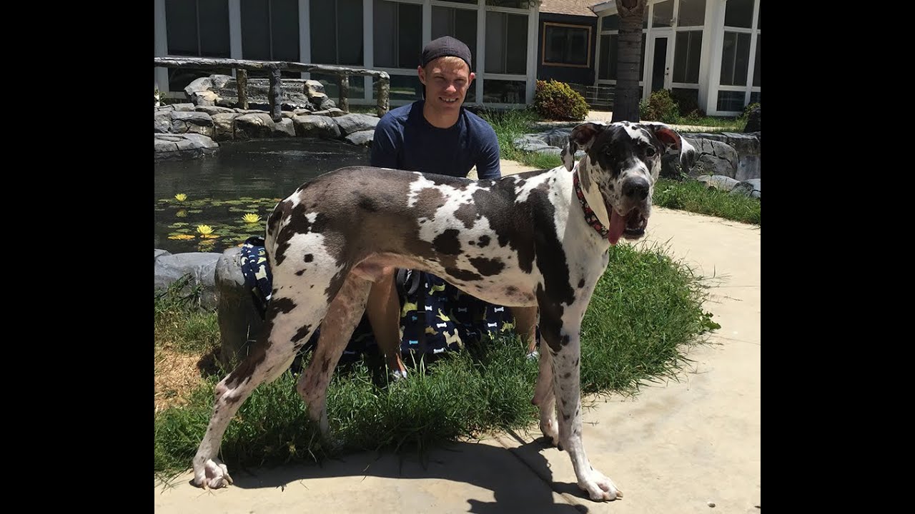 Diesel is a Harlequin Male Great Dane looking for a wonderful home to adopt him.