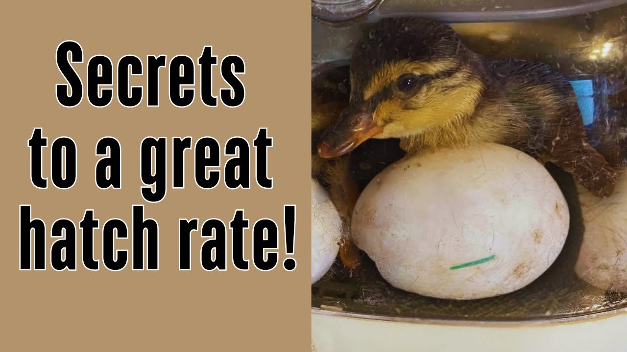How to Incubate and Hatch Duck Eggs | Step-by-Step Guide for Beginners
