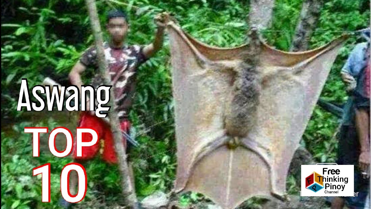 10 HAYOP NA MADALAS PAGKAMALANG ASWANG | Philippine Animals Commonly Mistaken As Ghouls and Demons