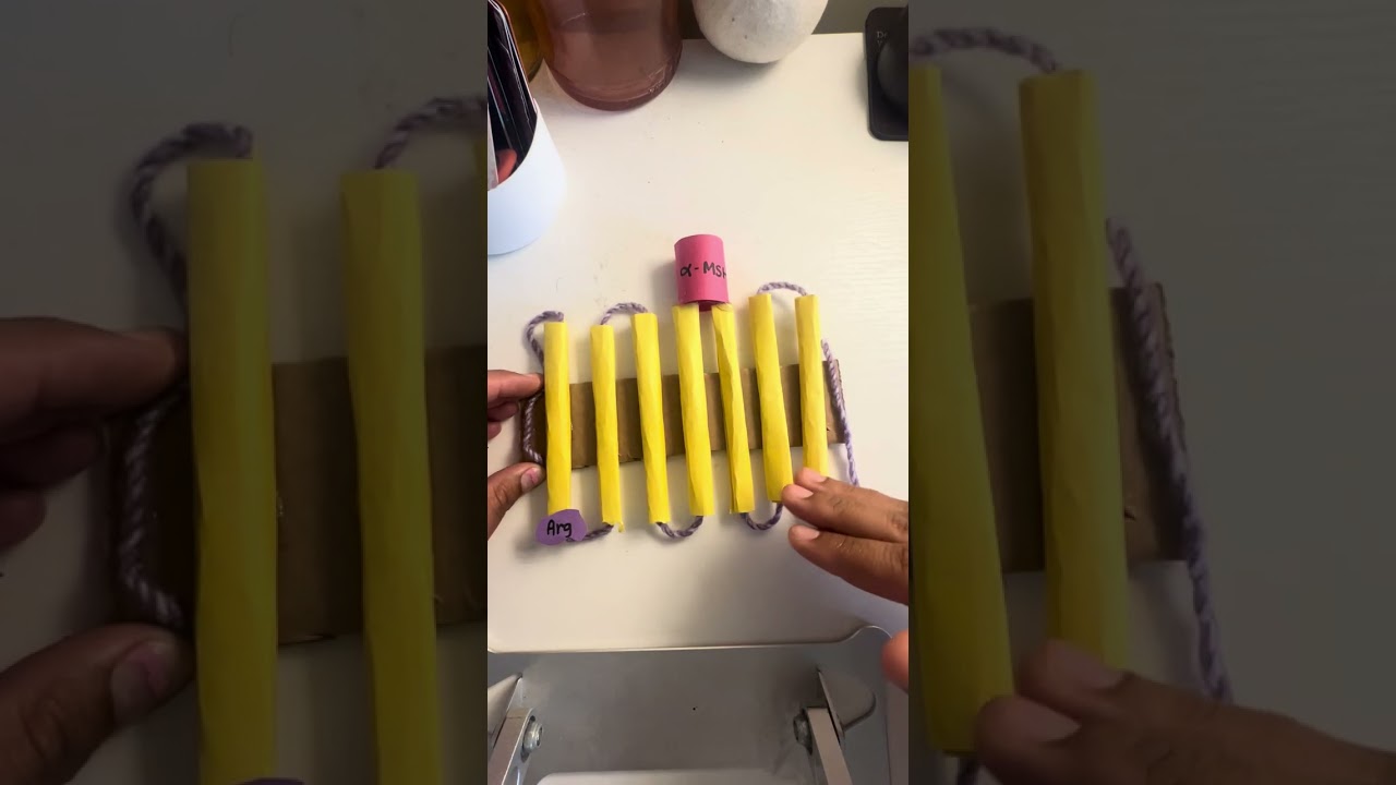 Protein Project Part 2: MC1R