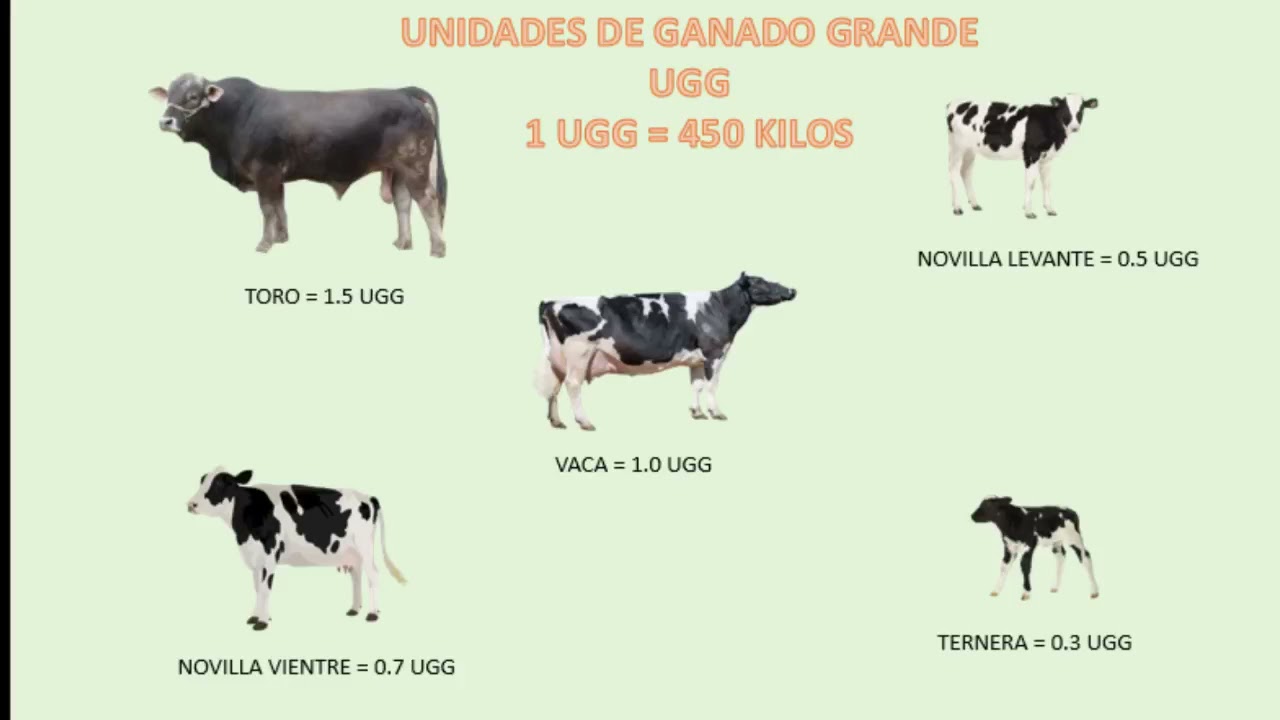 CALCULO DE LA CARGA ANIMAL BOVINA/CALCULATION OF THE BOVINE ANIMAL LOAD