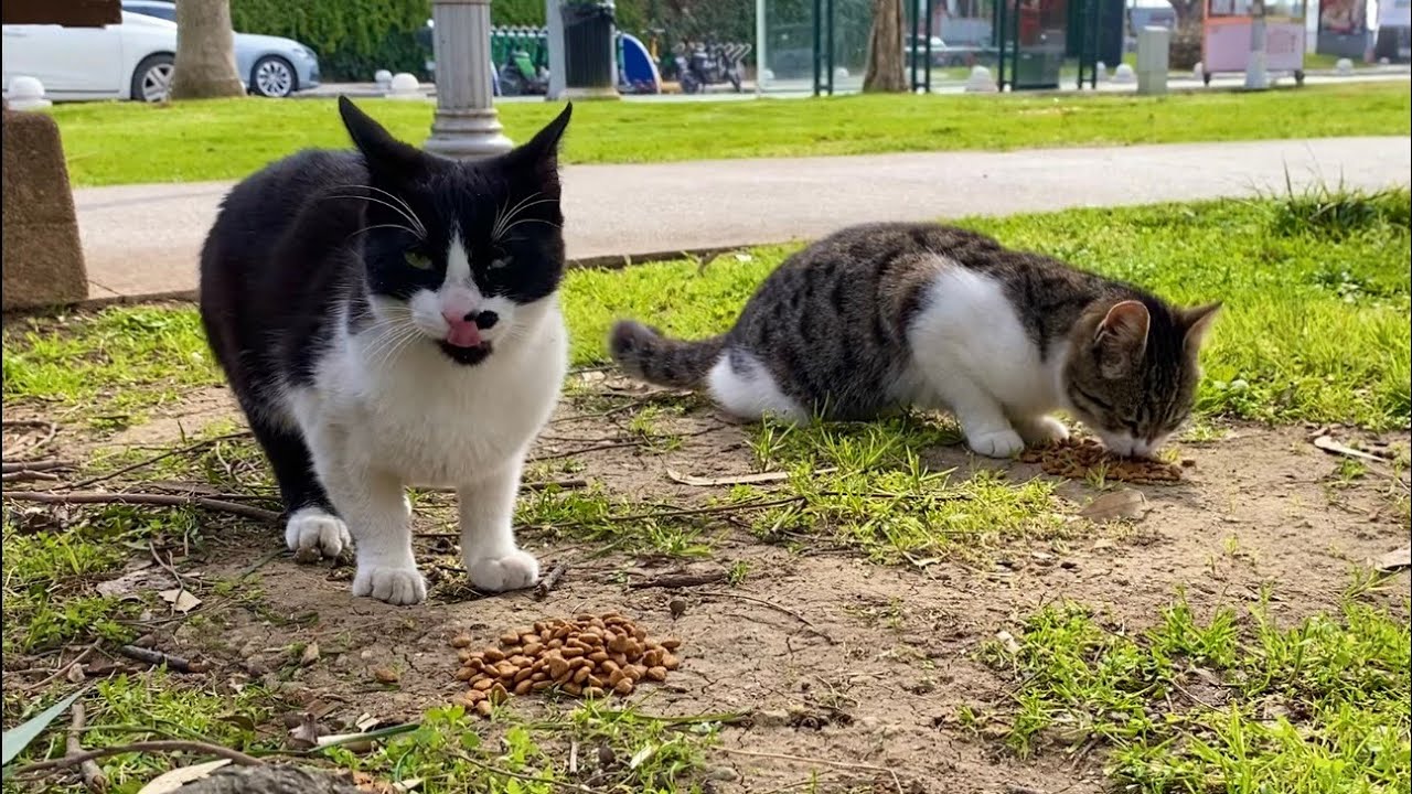 These two stray cats came to me when they saw me. I gave them food.