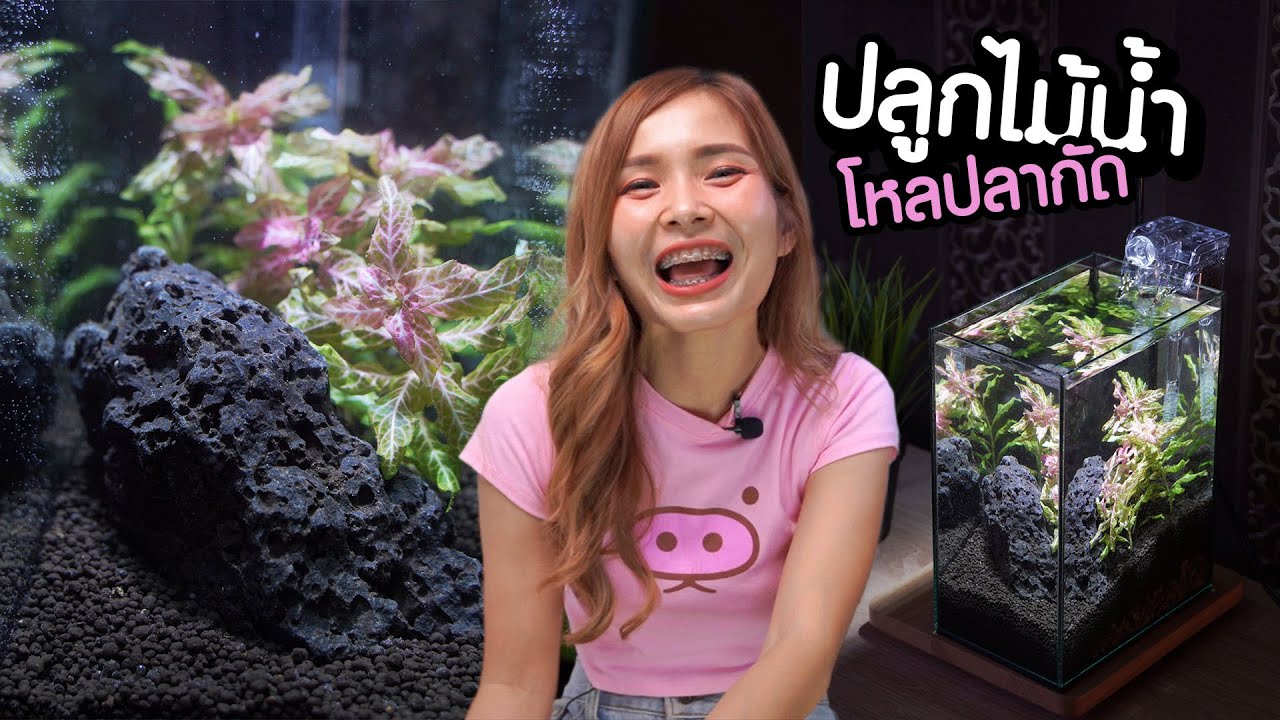 แต่งโหลปลากัด ปลูกไม้น้ำด้วยขาไก่ด่าง งบน้อยดูแลง่าย  EP.2 | MarangMod Channel