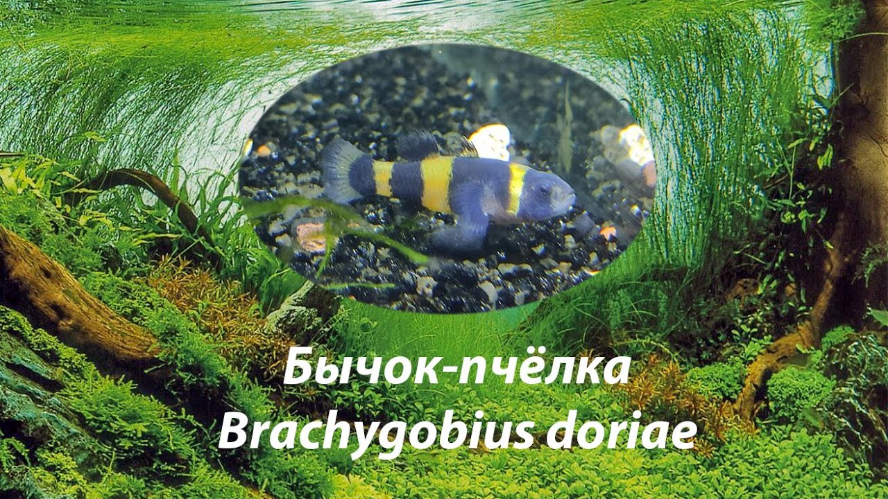 Бычок-пчёлка / Brachygobius doriae