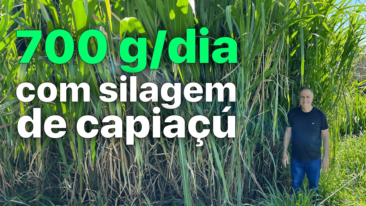 0,7 kg/dia com Capiaçú: A Receita Completa da Dieta Para Recria