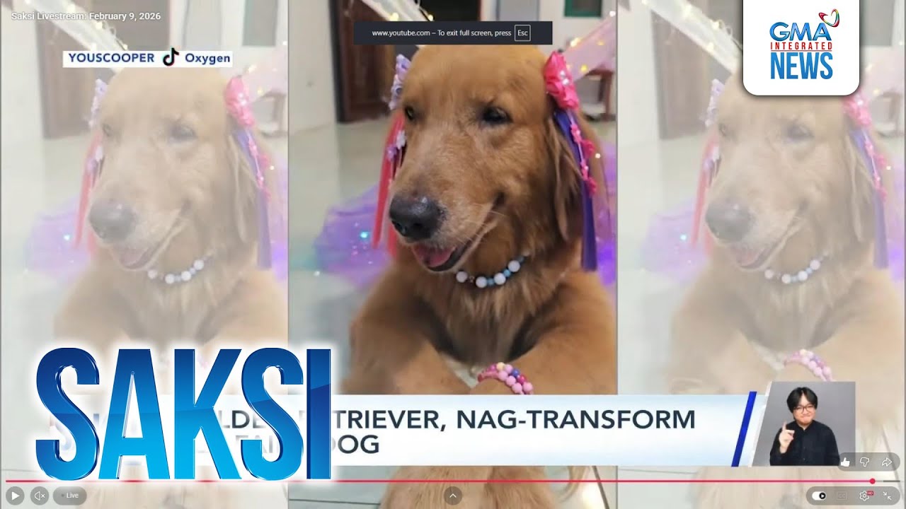 Golden retriever, nag-transform ala fairy dog | Saksi