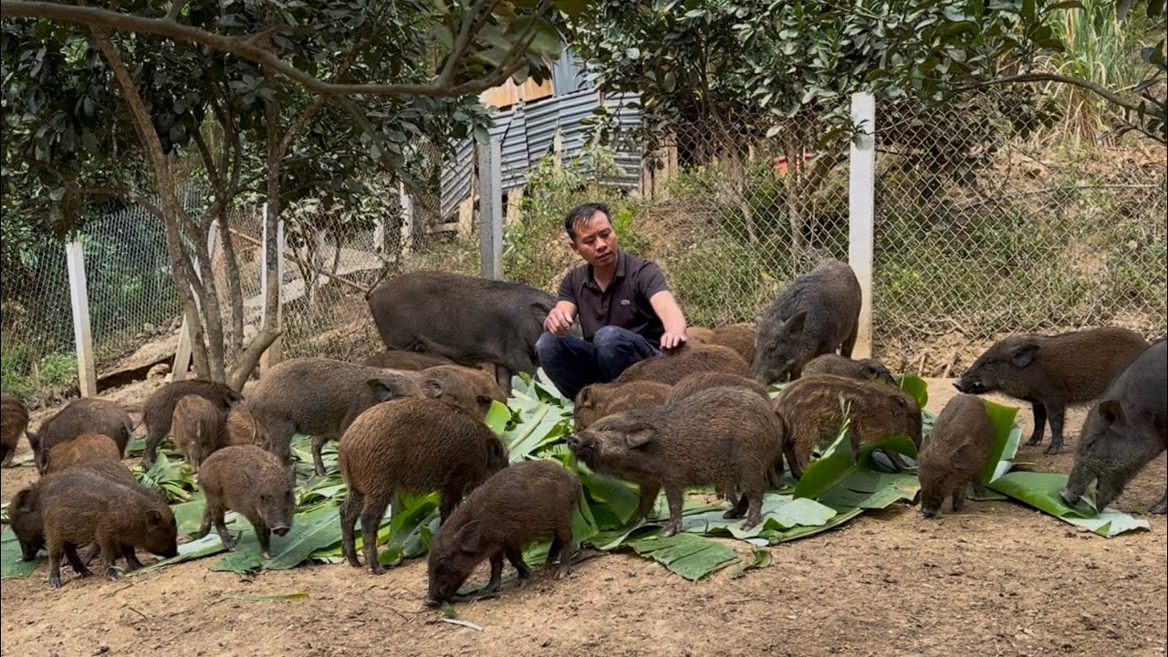 Keeping wild boars warm and taking care of wild boars giving birth on cold winter days