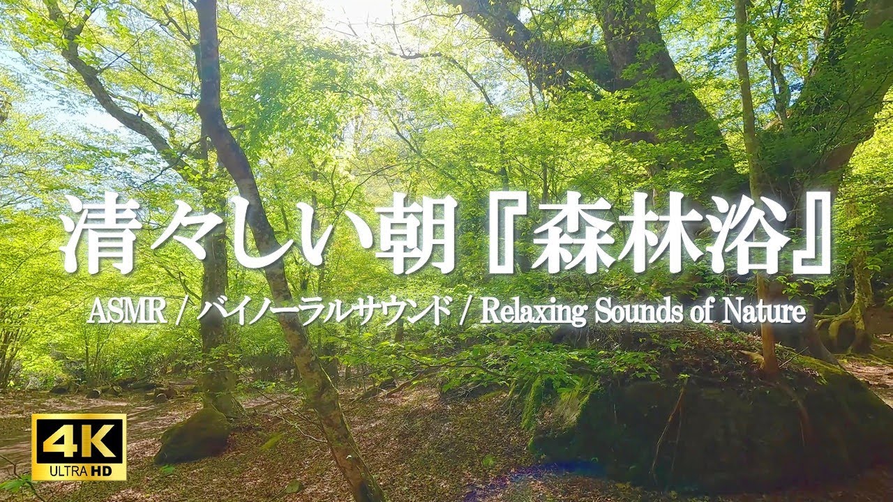 鳥のさえずりと清らかな湧水の川音で始まる朝 ~心が整う森林浴の音風景|癒しの空間作り、ストレス緩和【ASMR 4K】