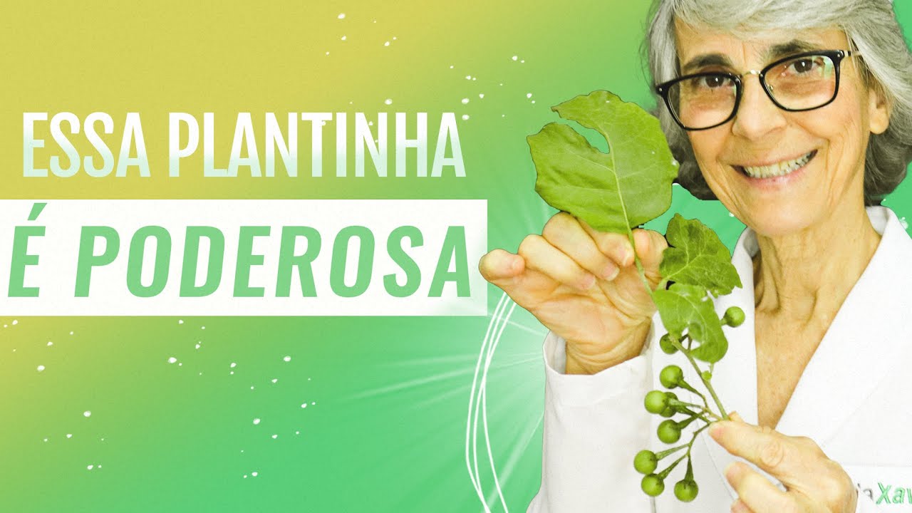 Jurubeba: protege o fígado, vesícula, estômago e combate diabetes...