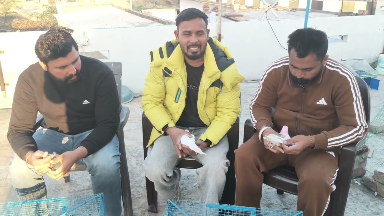 Bai Manpreet papda #like #share #pigeonlaver #viralvideo 