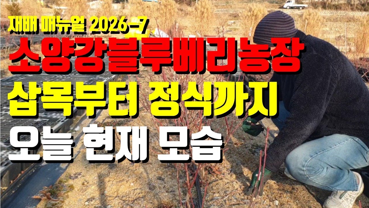 소양강블루베리 농장 삽목하여 심고 관리하여 현재에 이르기까지 과정 소개