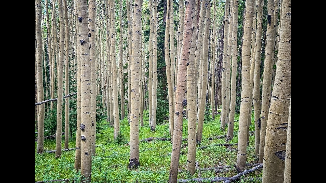 Colorado Trail - Day 3