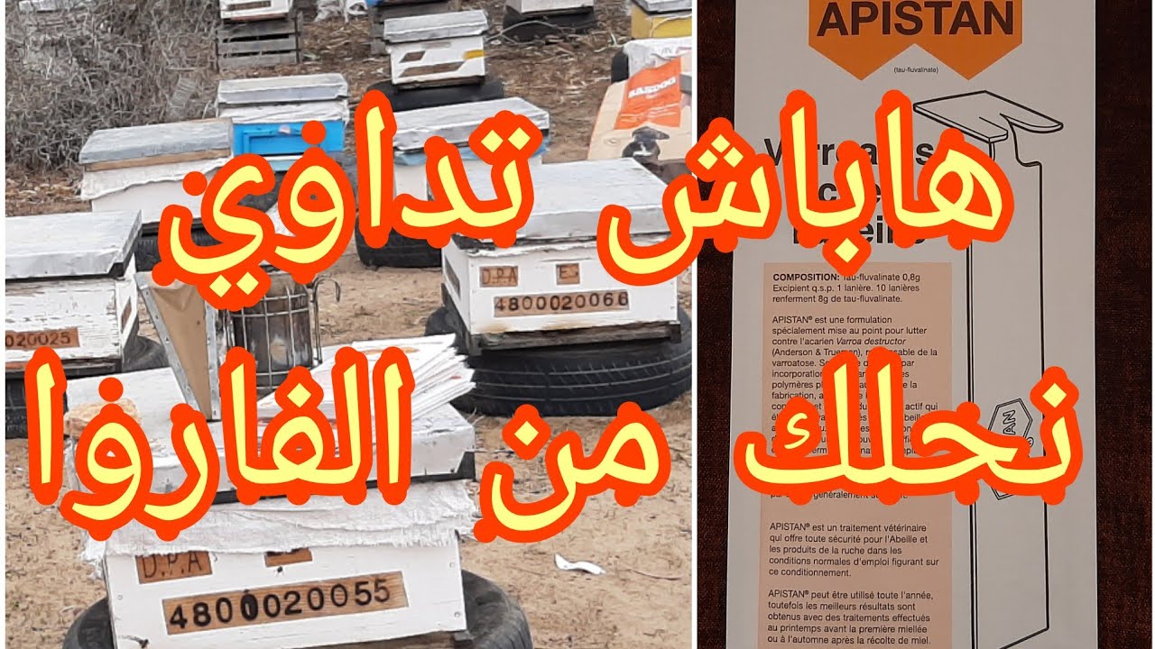 أحسن طريقة للتخلص من #الفاروا# Varois# APISTAN