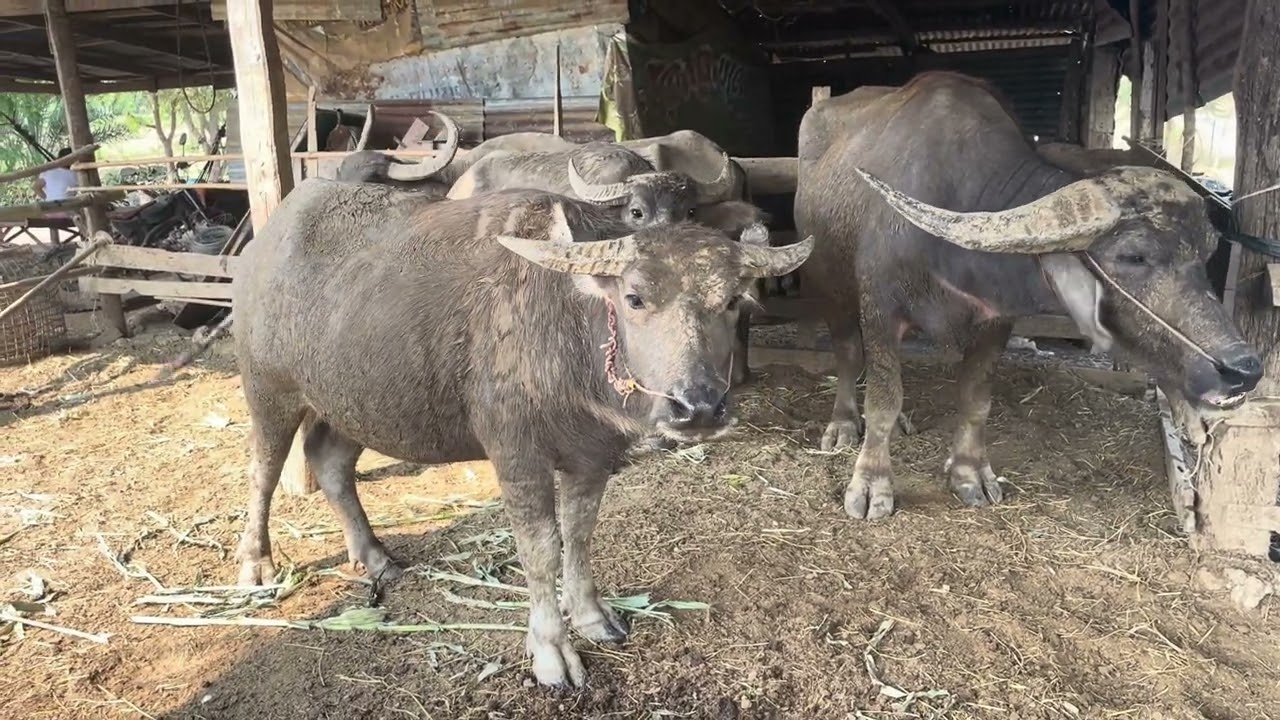 ช้างนคร