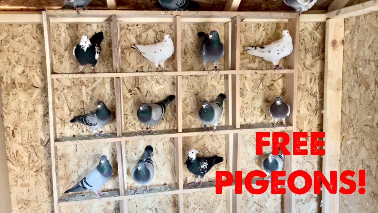 Time To GIVE AWAY Some Pigeons!