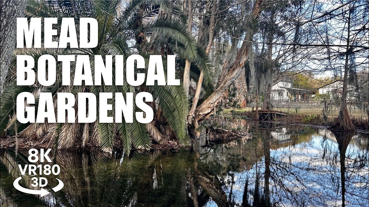 Mead Botanical Gardens Winter Park VR180 3D | Howell Creek, Nature Trails Florida | VR视频 3D動画 VR旅行