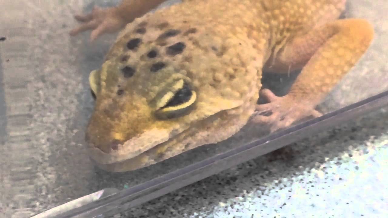 Gecko post egg laying may have eaten Calci-Sand to compensate for Calcium depletion