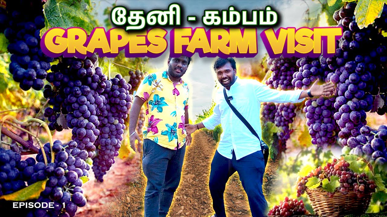 தேக்கடி போற வழியில ஒரு சொர்க்கம் | Grape Farming Stages Explained in Tamil 🍇 #Kambam #theni