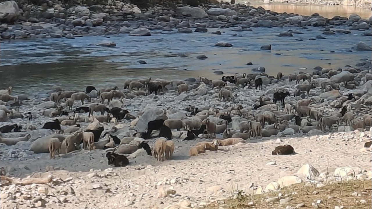 The Unseen Life of  Shepherds in Uttarkashi Uttarakhand#nomadiclife#travel #uttarkashi#uttarakhand