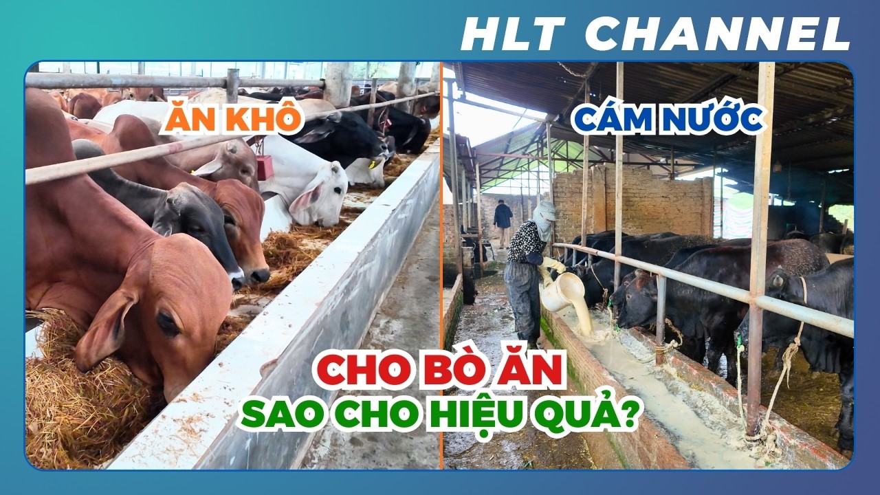So Sánh Cám Nước – Cám Nấu – Cám Khô: Phương Pháp Nào Tốt Nhất Cho Bò Vỗ Béo?