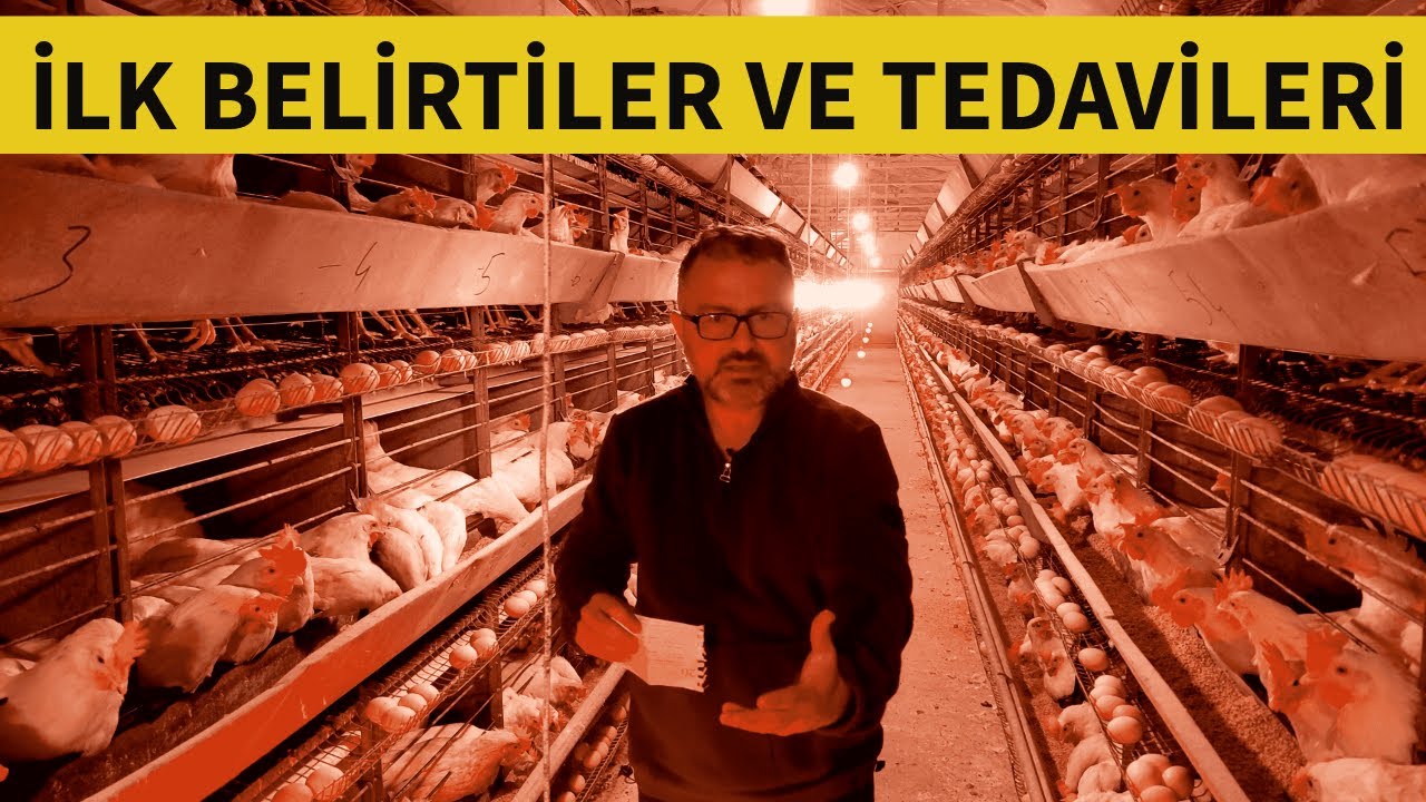 TAVUK HASTALIKLARI VE TEDAVİLERİ