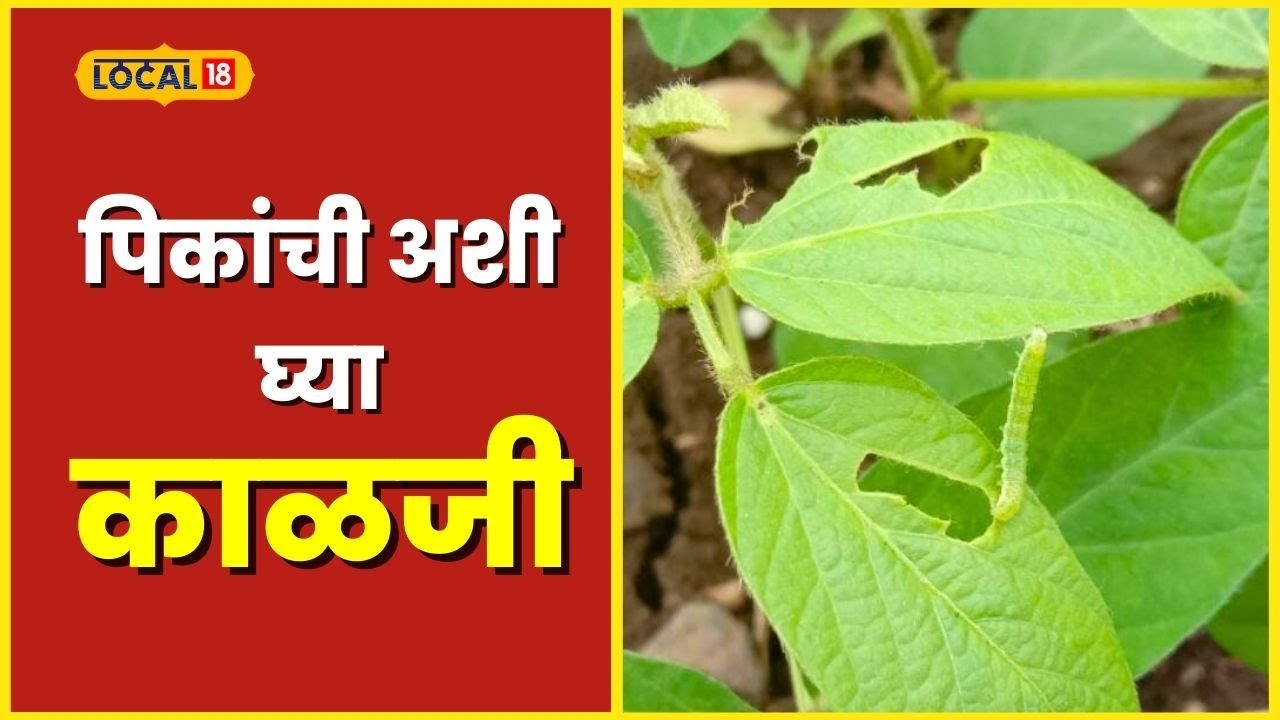 Agriculture News हातातोंडाशी आलेली पिकं वाचवायची असतील तर &lsquo;ही&rsquo; घ्या&nbsp;काळजी #local18