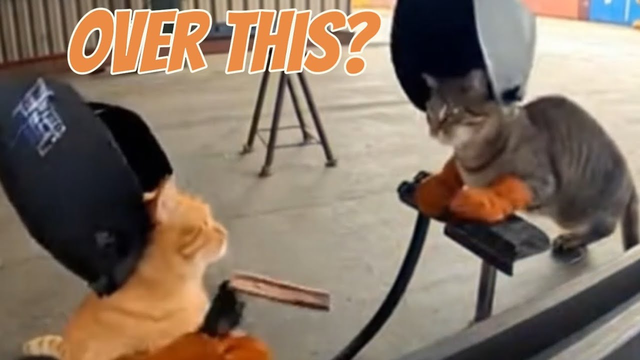 Cats Fighting Over Petty Things They Refuse to Let Go 😂