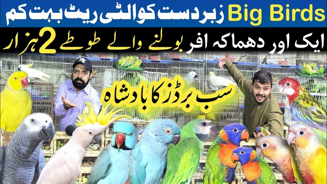 Hafiz Taufeeq big birds | birds farming in pakistan