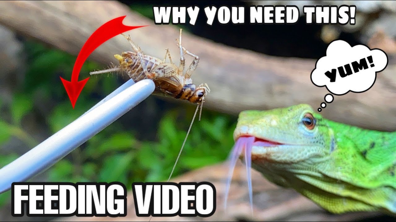 Feeding my pet reptiles! Why I use feeding tongs!