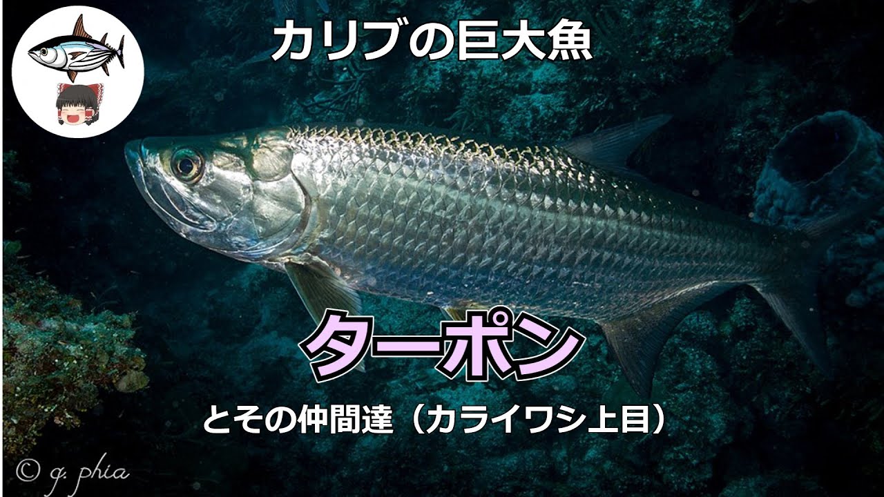 ターポン(世界の魚をゆっくり解説002)