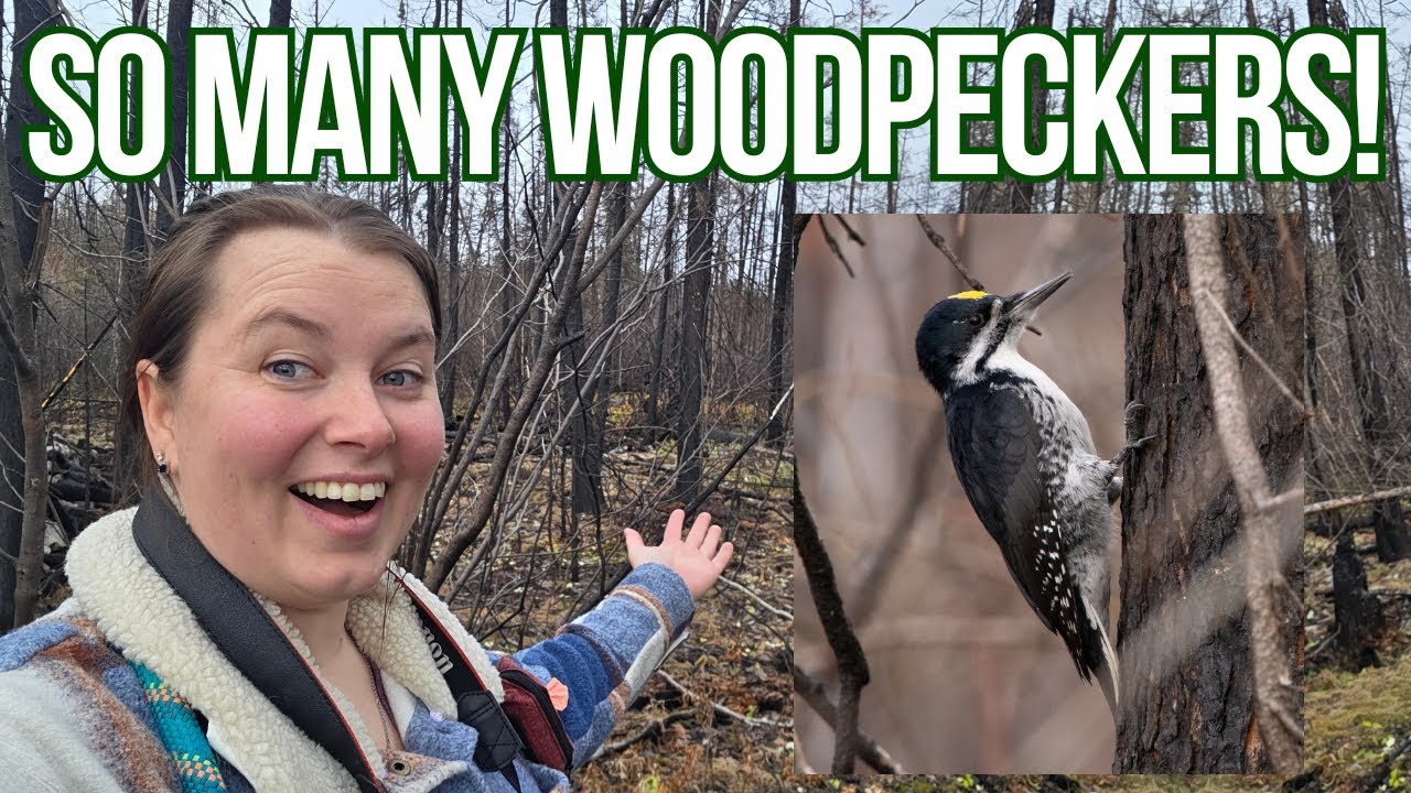 WOODPECKER MECA! - Black-backed, Three-toed & other Boreal Woodpeckers