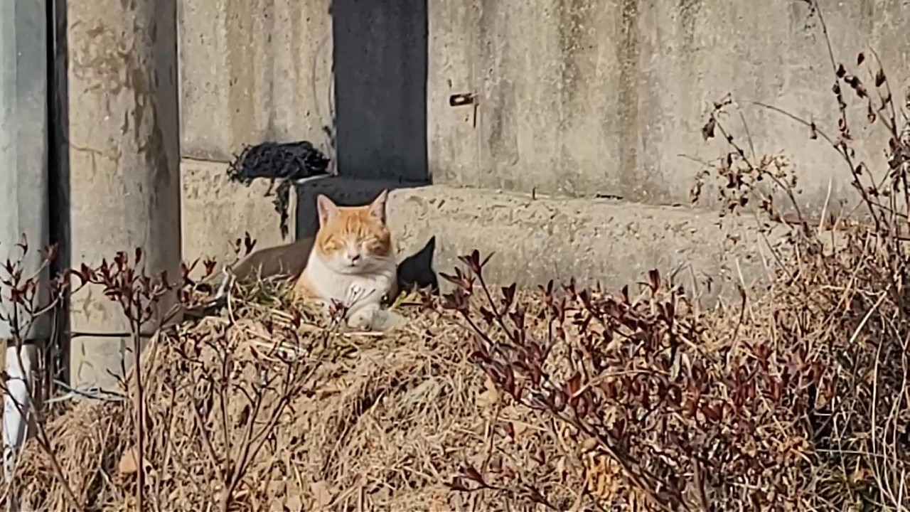 안타까운 치즈냥이ㅠ,.ㅎ#길고양이#cat#고양이영역싸움