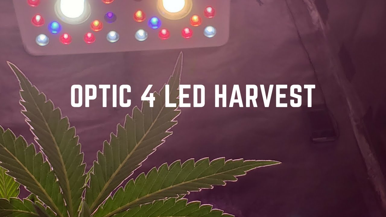 Optic 4 LED Grow Light With Results!! #OpticLEDgrowerscup