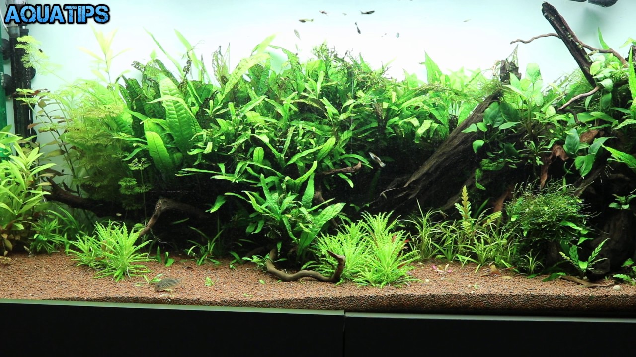 Moments in a high tech 240-liter aquarium