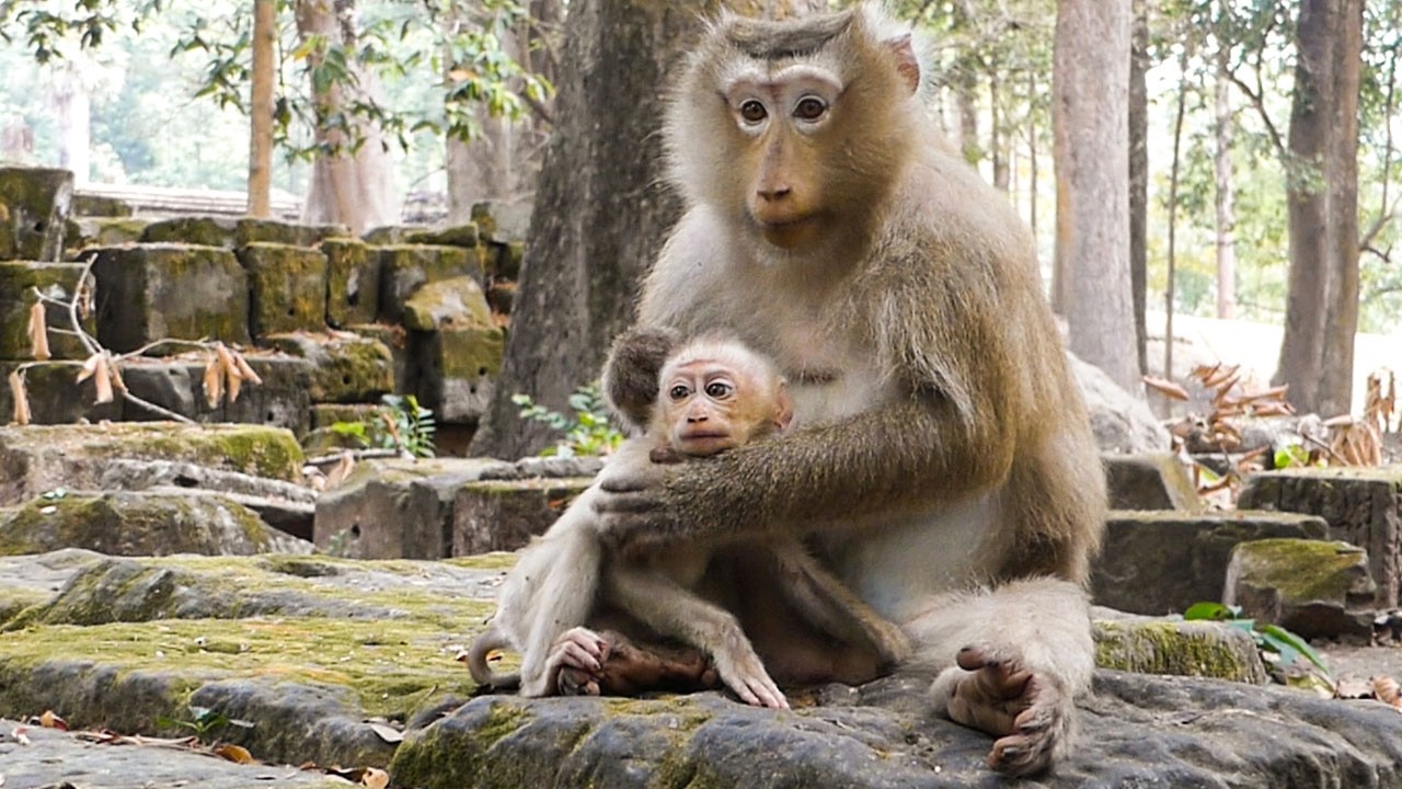 Silent wild moments |Monkey Rose stops baby Rina from playing cuz she needs to rest