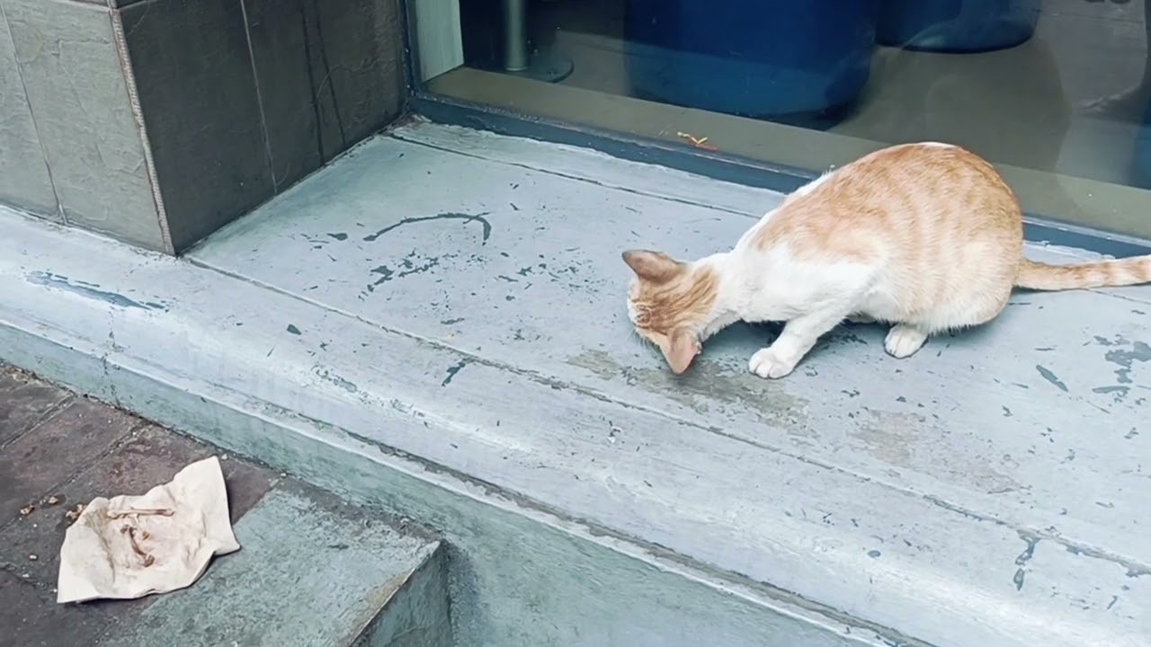 Feeding chicken bones to a stray cat