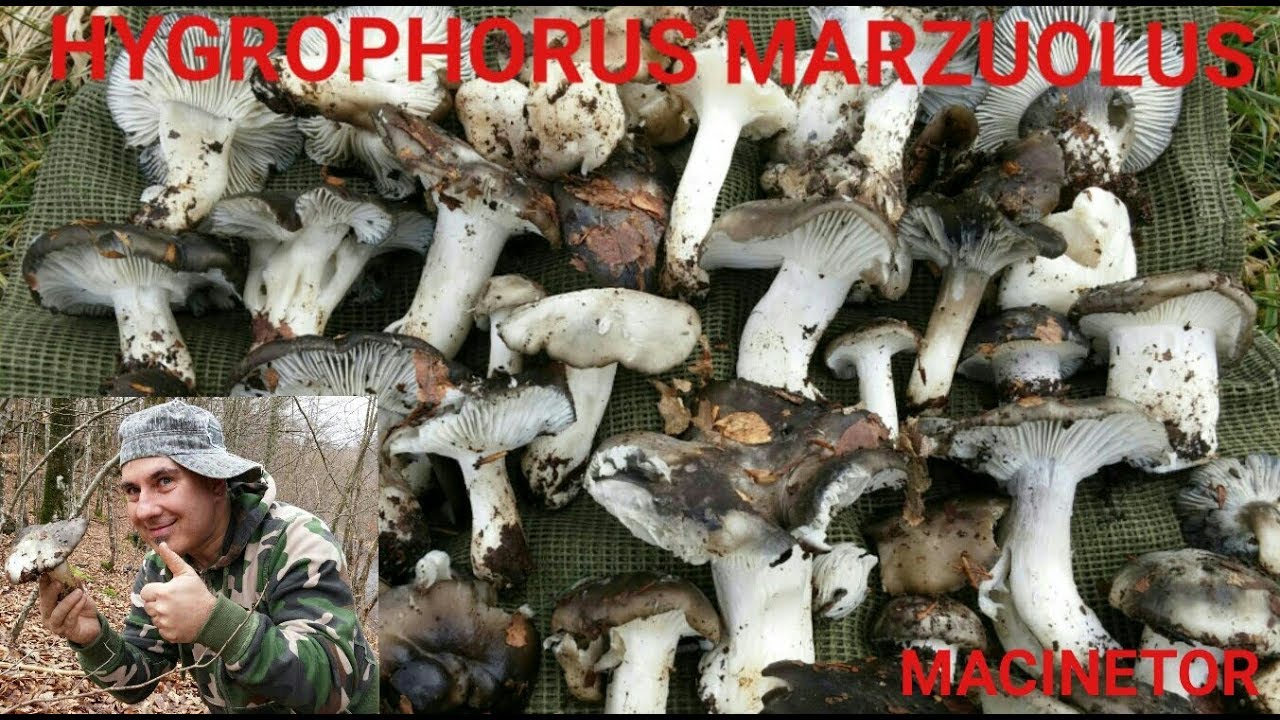 I DORMIENTI HYGROPHORUS MARZUOLUS (macinetor)