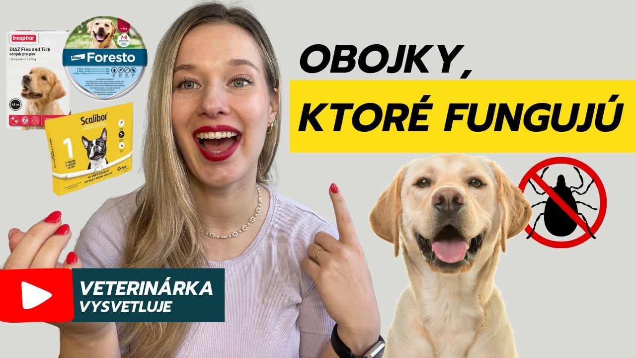Ako vybrať obojok proti kliešťom pre psa? | Recenzie, rady a najčastejšie chyby