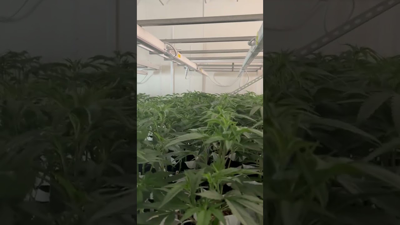 GroEzy Prefills 1 gallon with 7030 coco perlite mix