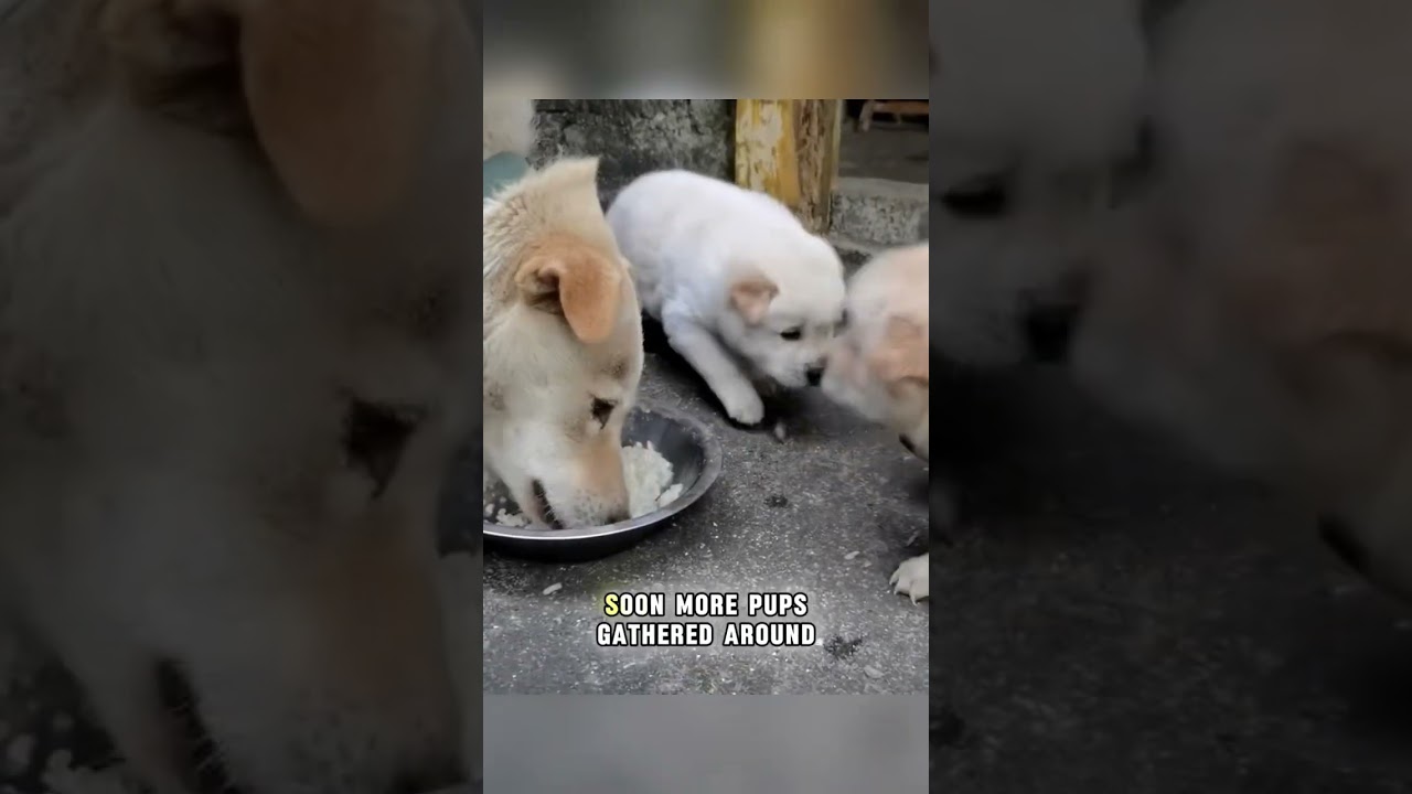 Mother dog bites her own pups to guard her food#shorts #animals #wildlife