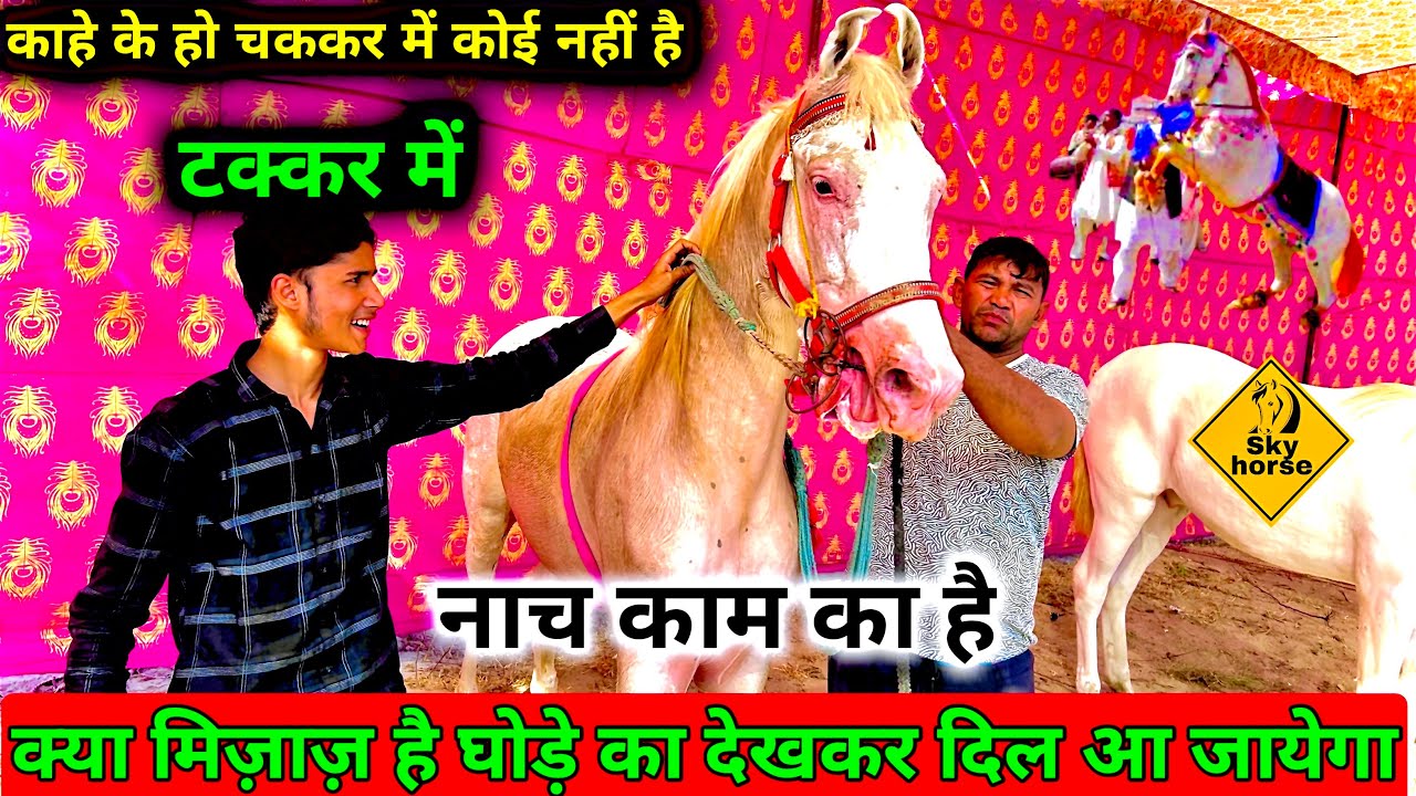 घोड़े नस्ली हे सभी व्यापारी ने कहा | #soronmela2024