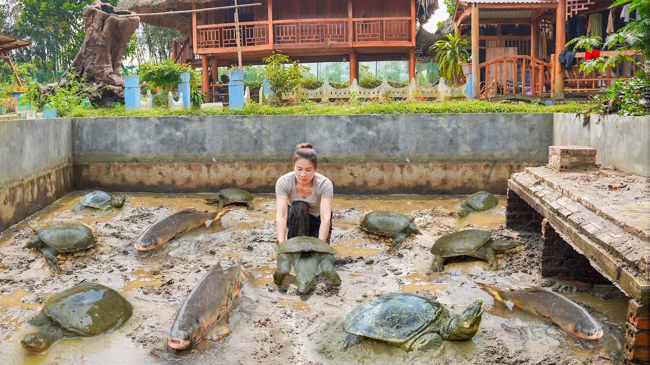 Drain the Pond to Harvest Lots of Fish and Turtle - Results After Nearly 1 Year of Build Fish Pond
