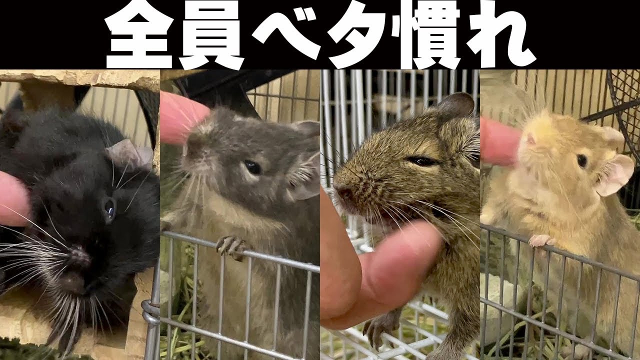 【ビックリ!! デグーはこんなにベタ慣れになる！】デグーをベタ慣れにする方法＆飼い方を解説♪